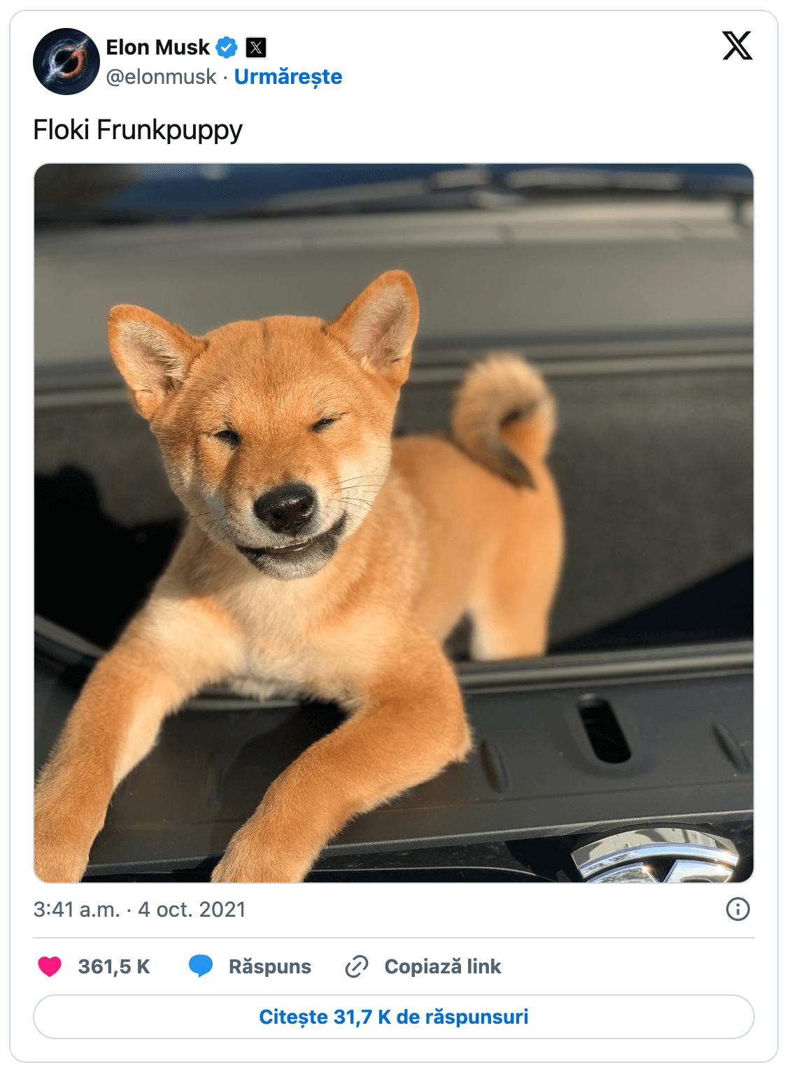 Puppy tweet