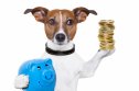 Shiba Predator (QOM) Representation of a dog holding a blue piggy bank and a stack of crypto coins