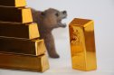 gold and bear market gold bars and bear