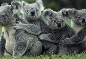 Australia’s debt-laden households get a break from the RBA – but the tightening cycle isn't over yet Koala family relief – for now
