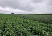 Soybean fields are inspected as part of University of Wisconsin research trial into whether the weed killer dicamba drifted away from where it was sprayed in Arlington, Wisconsin, U.S., August 2, 2018. Soybean fields are inspected as part of University of Wisconsin research trial into whether the weed killer dicamba drifted away from where it was sprayed in Arlington, Wisconsin, U.S., August 2, 2018.
