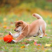 shiba inu dog with ball