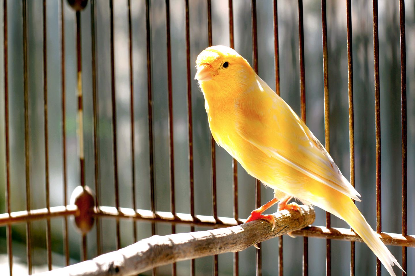 Songbird (SGB) Image of a yellow canary on a perch in a birdcage