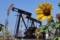 Wildflowers growing near oil pumpjacks in California