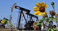 Wildflowers growing near oil pumpjacks in California