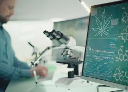 Scientist testing medical marijuana