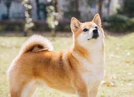 A Shiba Inu dog