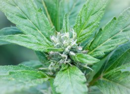Aurora Cannabis aktieprognos