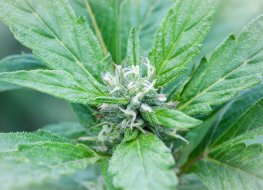 Πρόβλεψη μετοχής Aurora Cannabis Πρόβλεψη μετοχής Aurora Cannabis