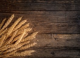 Ears of wheat on a wooden background