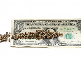 CanaFarma Cannabis seeds on US dollar bill