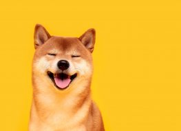 Happy shiba inu dog on yellow.