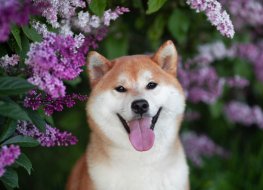 A grinning Shiba Inu dog looks up through lilac flowers