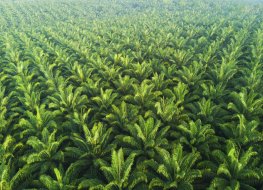 Palm oil price forecast: Will Indonesia flood global market after lifting export ban? A real view of palm plantations in East Asia.