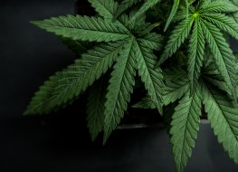 5 cannabis stocks