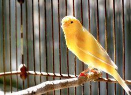Image of a yellow canary on a perch in a birdcage