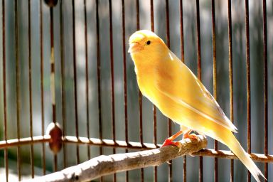 Image of a yellow canary on a perch in a birdcage