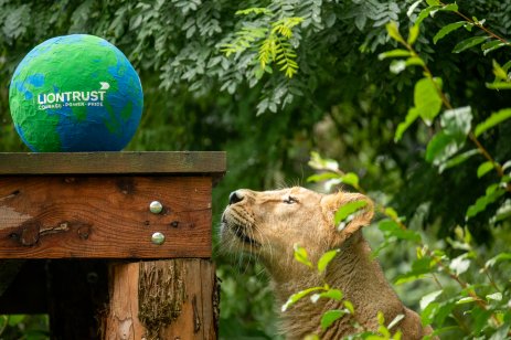 A lion looking at a globe with 'Liontrust' written on it