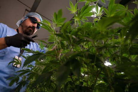 A worker in a marijuana greenhouse prepares to take a sample from a cannabis plant