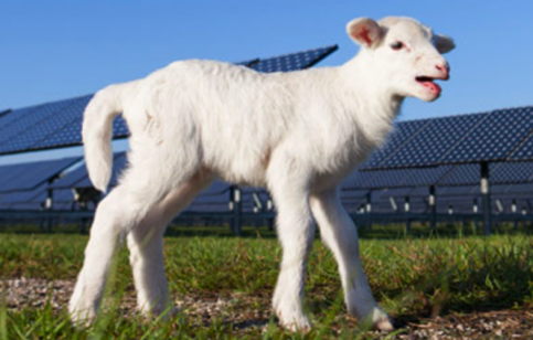 Baby Lamb and solar panels