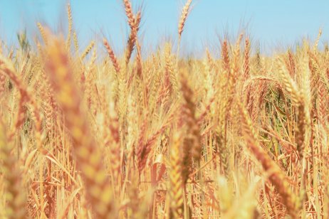 A wheat field in Australia