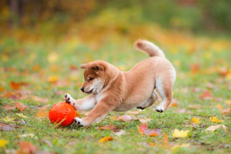 shiba inu dog with ball
