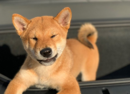 Floki: Elon Musk's Shiba Inu puppy that caused a crypto-sensation this week