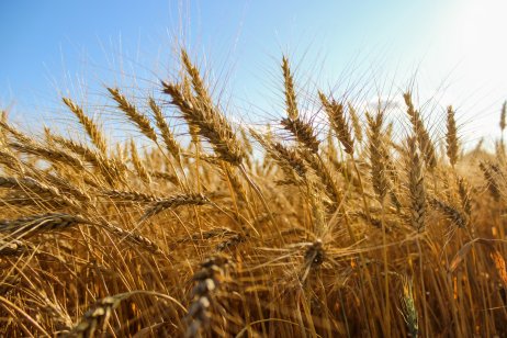 Wheat field in Spruce Grove, Canada