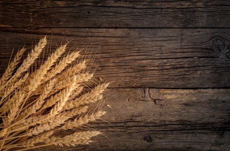 Ears of wheat on a wooden background