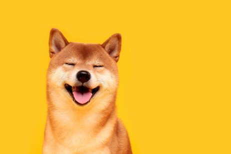 Happy shiba inu dog on yellow.