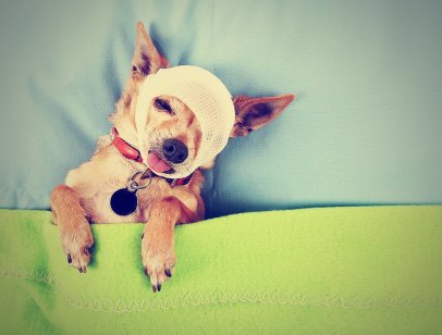 An injured chihuahua recovering in bed