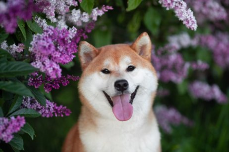 A grinning Shiba Inu dog looks up through lilac flowers
