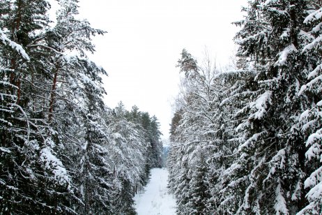 Winter in a spruce forest, spruces covered with white fluffy snow