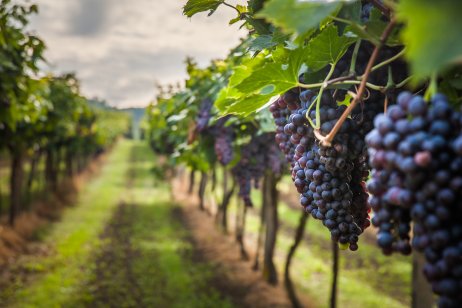 Grapes ripe for harvest in a vineyard