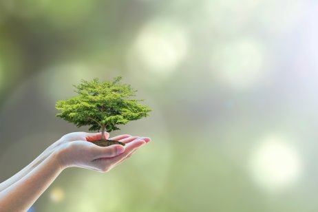 small tree in hand