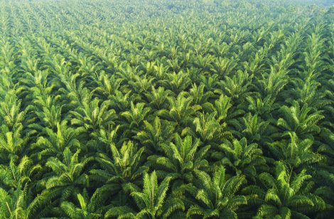 Palm oil price forecast: Will Indonesia flood global market after lifting export ban? A real view of palm plantations in East Asia.