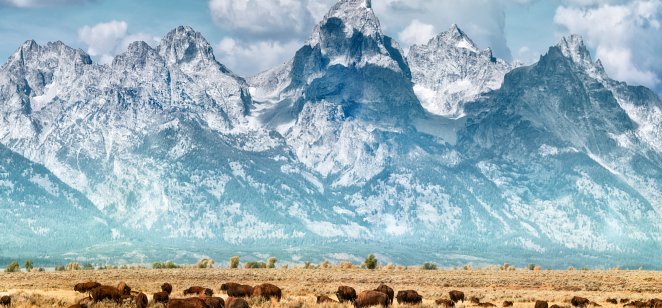 Buffalo graze near the Yellowstone National Park