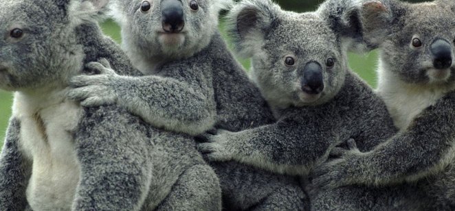 Koala family relief – for now