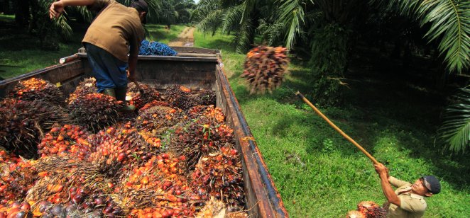 Palm oil plantation in Indonesia