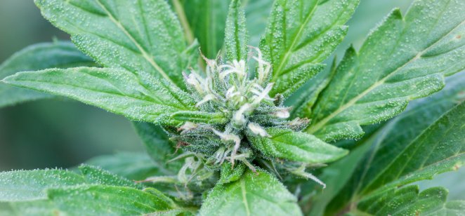 Dự báo cổ phiếu Aurora Cannabis Dự báo cổ phiếu Aurora Cannabis