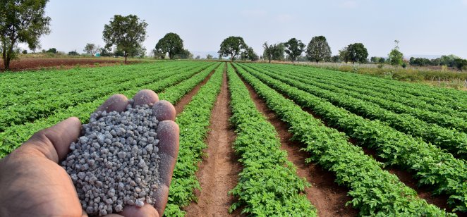 A farmer holding out a handful of fertiliser granules with a field on the background