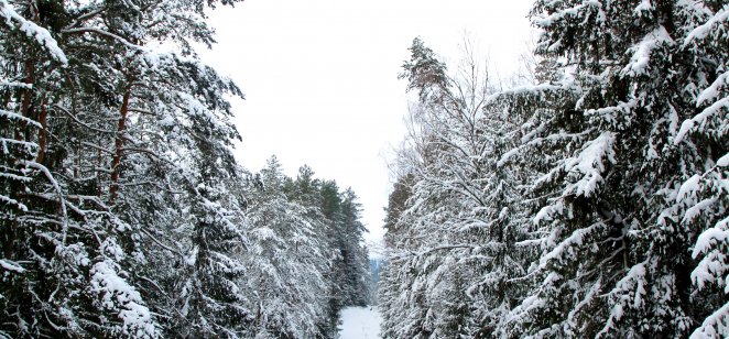Winter in a spruce forest, spruce trees covered with fluffy white snow
