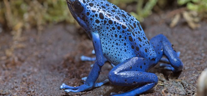 A bright blue poisonous frog 