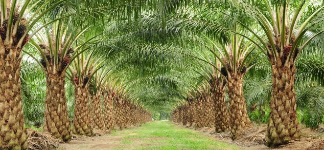 palm-oil-market-analysis-output-recovery-in-2022-to-cap-record