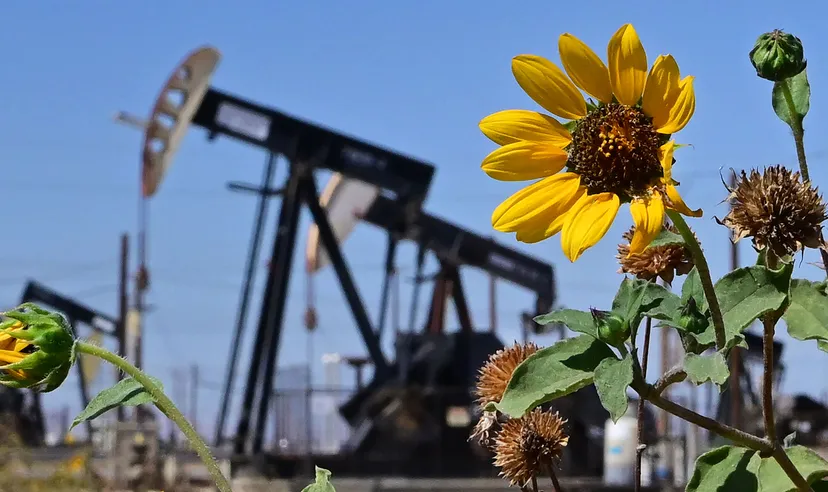 Wildflowers growing near oil pumpjacks in California