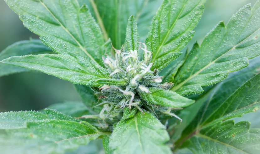 Pronóstico de la acción de Aurora Cannabis
