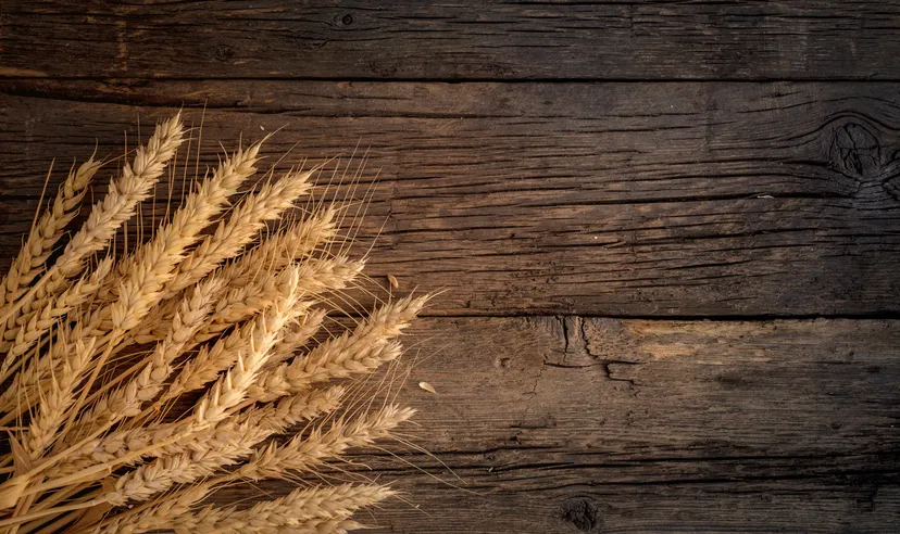 Ears of wheat on a wooden background