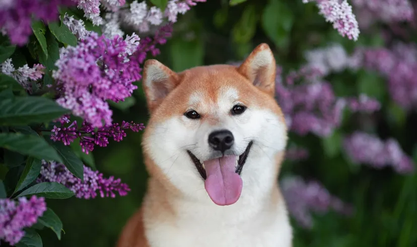 A grinning Shiba Inu dog looks up through lilac flowers