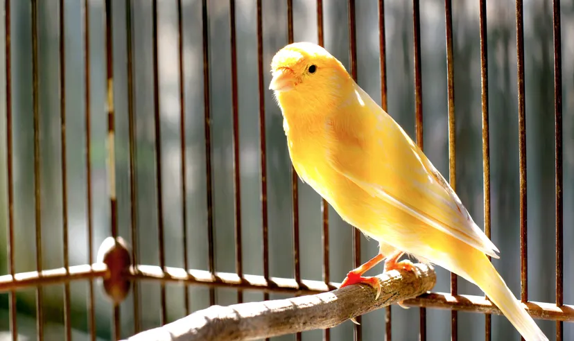 Songbird (SGB) Image of a yellow canary on a perch in a birdcage